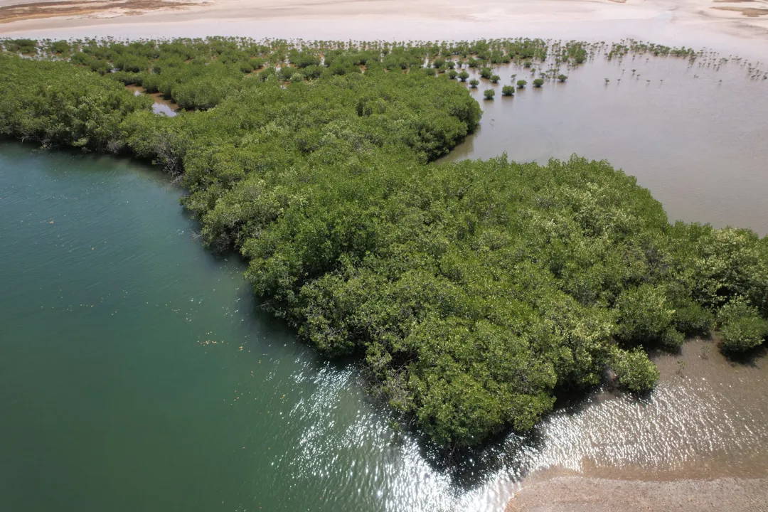 Mangrove ecosystem